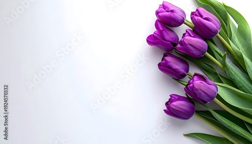 Tulip Purple Flower Bouquet with Green Leaves on White Background
