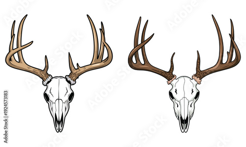 deer head isolated