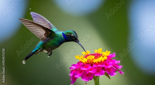 Vibrant hummingbird feeding on colorful flower in mid flight