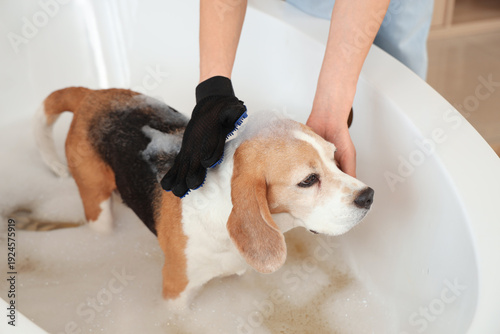 Woman brushing cute Beagle ...