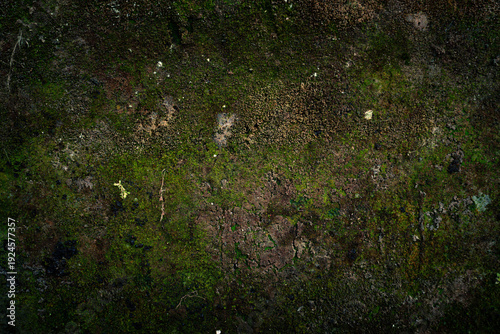 Photos Top-down view of a dark, damp forest floor covered in green moss and organic soil texture