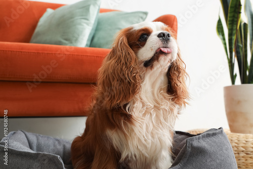 Photography Cute cavalier King Charles spaniel lying in pet bed at home