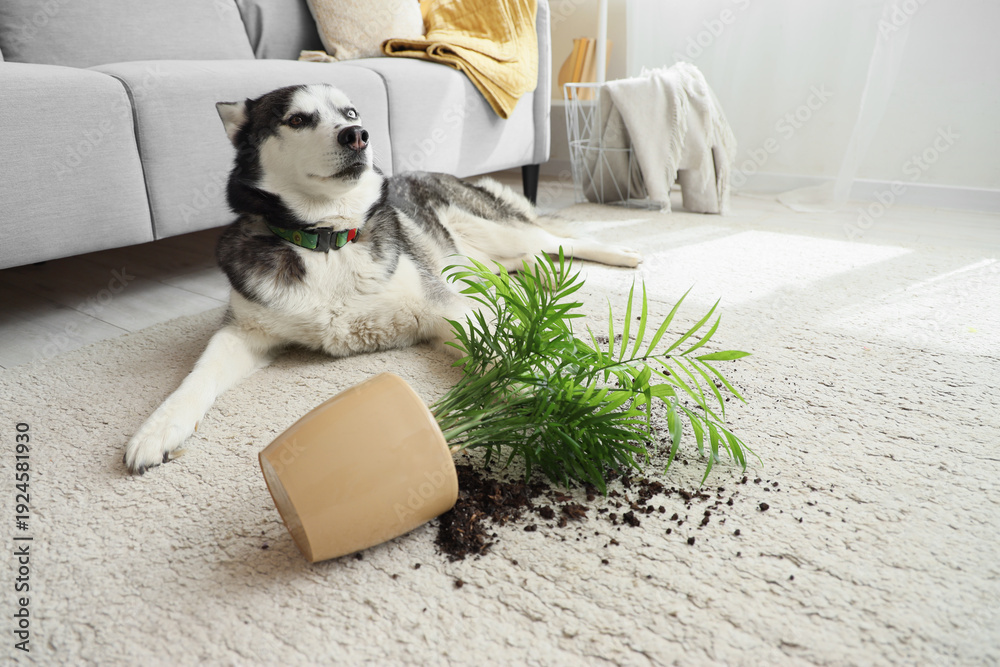 Φωτογραφία Husky dog near overturned houseplant at home