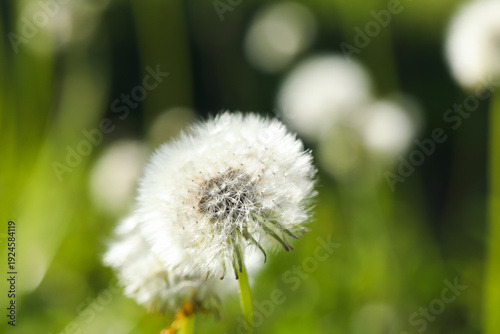 Beautiful white dandelion f...
