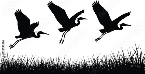 Flying heron bird silhouettes, wildlife nature scene, graceful crane flight illustration, grass landscape flavector