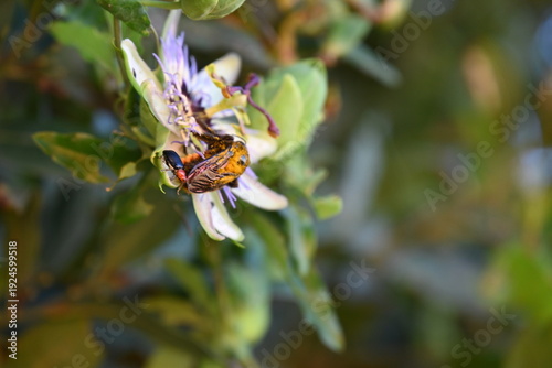 Insects on a flower, close-up,