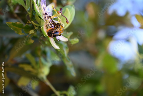Fotografie Insects on a flower, close-up,