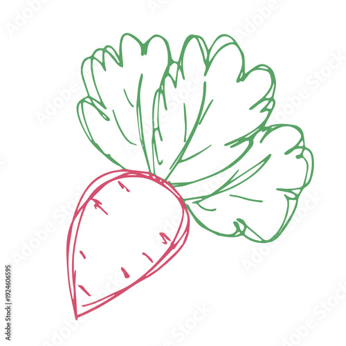 Hand drawn farm radish beet beetroot plant with green leaves Fresh vegetable doodle Healthy eco food Organic garden vegetarian food For design, print, packaging, decor, kids books