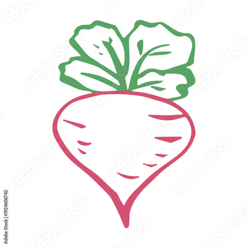 Hand drawn farm radish beet beetroot plant with green leaves Fresh vegetable doodle Healthy eco food Organic garden vegetarian food For design, print, packaging, decor, kids books