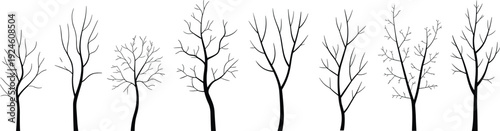 Set of leafless tree silhouettes, minimal winter woodland nature illustration, thin bare trees isolated on white background