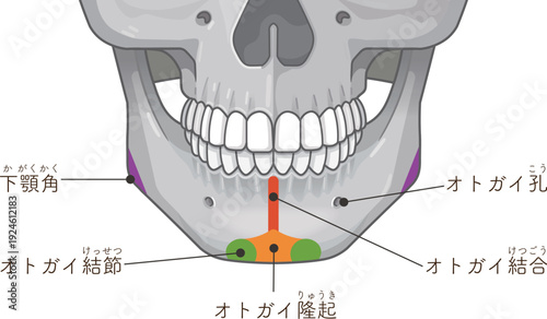 下顎骨のイラスト Illustration of the mandible