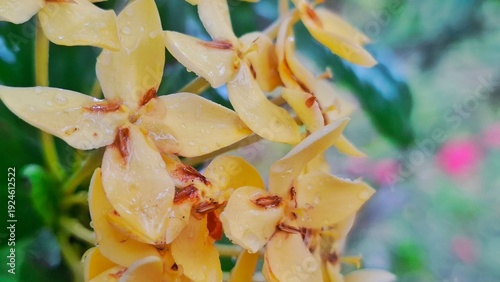 Golden Bloom: A vibrant close-up captures a cluster of delicate, yellow flowers, their petals adorned with subtle hues, offering a serene glimpse of nature's elegance.