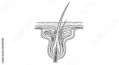 Cross section of human hair follicle and skin anatomy, black and white illustration