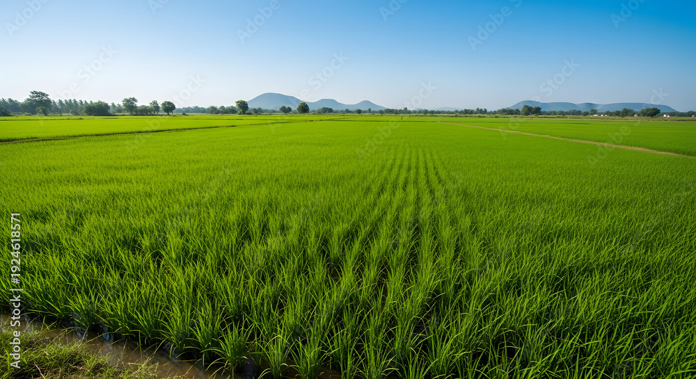 Obraz premium Lush green agricultural paddy field in Karnataka India with dist