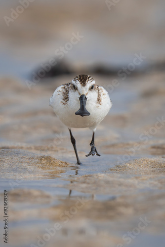 Quadro su tela 넓적부리도요 Spoon-billed Sandpiper