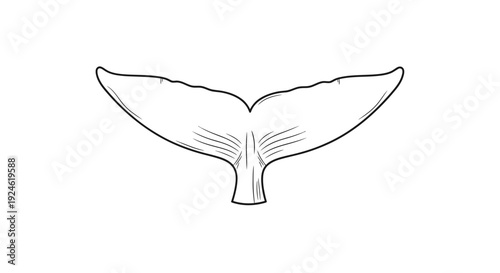 Whale Tail Fluke Outline Drawing Illustration
