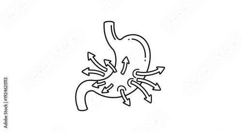 Stomach Digestion Process Diagram with Arrows Showing Nutrient Absorption