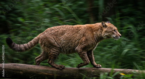 Wildcat Walking on Log in Forest with Blurry Motion and Vegetation