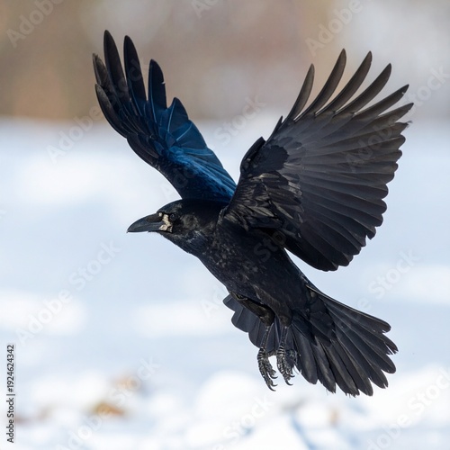 Majestic Black Crow in Flight - A Stunning Display of Avian Grace and Freedom.