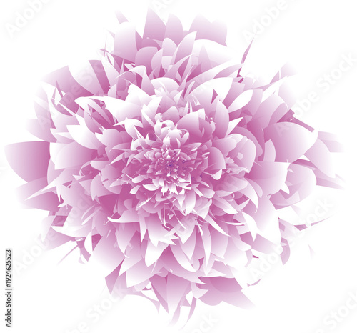 chrysanthemum
