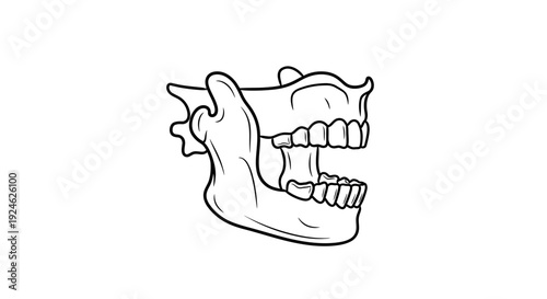 Human Jaw Anatomy Illustration: Mandible and Maxilla with Teeth, Open Mouth