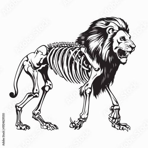 Emaciated Lion Skeleton Walking Vector Illustration on White Background