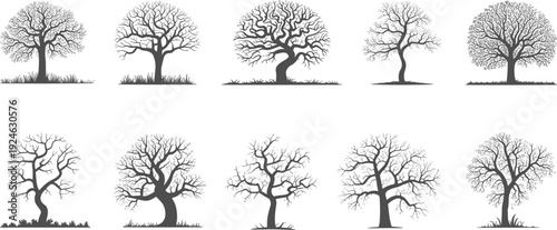 Bare tree silhouettes set, detailed leafless winter trees collection, black botanical woodland vector illustrations isolated on white background