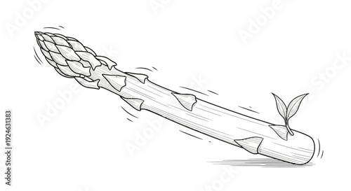 Fresh Asparagus Spear with Growing Shoots, Healthy Food, Organic Vegetable, Line Art Illustration