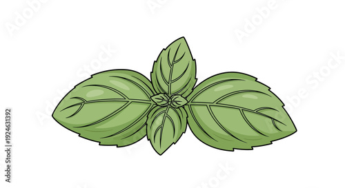 Fresh Basil Leaves Illustration, Green Herb Plant Sprig, Culinary Ingredient, Organic Food
