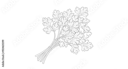 Fresh Cilantro Bunch Outline Drawing, Culinary Herb, Isolated on White Background