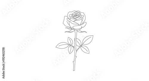 Elegant Rose Outline Drawing, Single Stem Flower, Minimalist Line Art, Vector Illustration