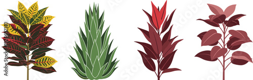 Collection of decorative tropical foliage plants vector illustration, colorful croton, agave succulent, red leaves houseplants, botanical design elements isolated on white background