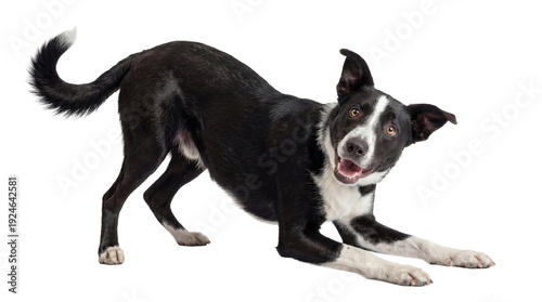 Fotografija playful black and white border collie dog in a happy play bow on a transparent background, looking directly at the camera with an excited expression and open mouth