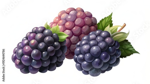 Wallpaper Mural blackberry and raspberry Torontodigital.ca