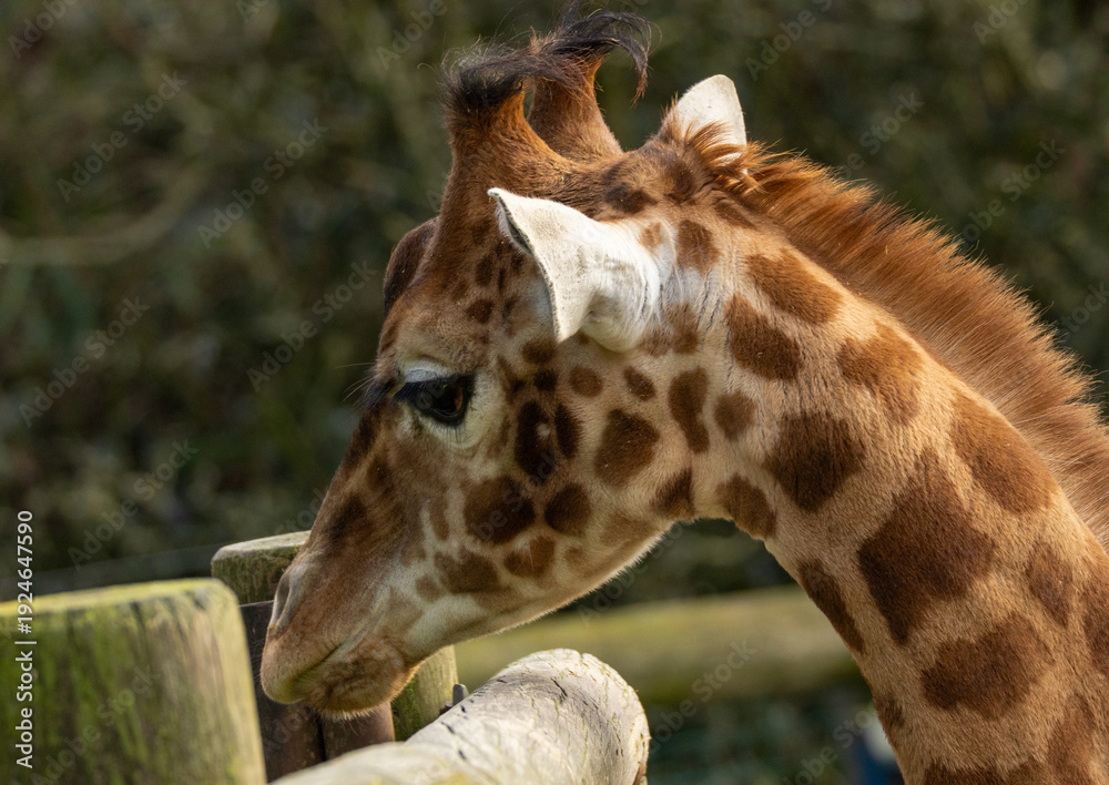 Obraz premium girafe