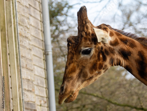 Photography girafe