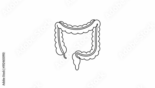 Human Large Intestine Anatomy Outline Vector Illustration