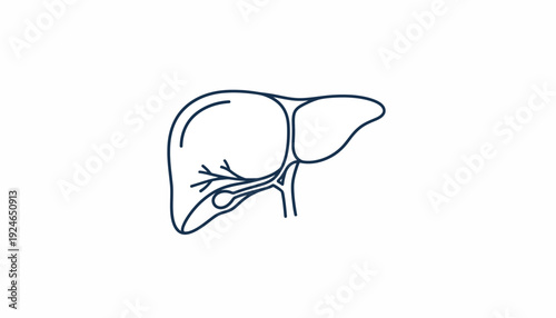 Human Liver Anatomy Outline Icon, Medical Organ Symbol, Vector Illustration