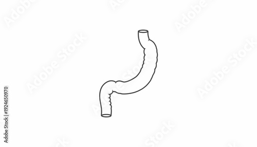 Human Stomach Anatomy Outline Vector Illustration