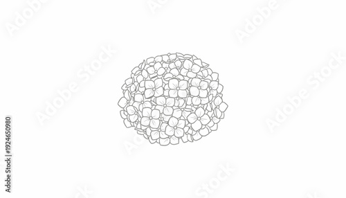 Hydrangea Flower Outline Drawing, Minimalist Botanical Illustration
