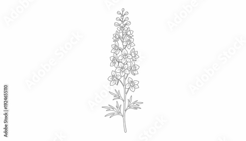 Elegant Delphinium Flower Outline, Botanical Illustration, Vector Art, Single Stem