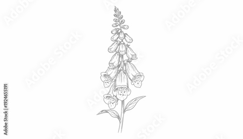 Elegant Foxglove Flower Sketch - Botanical Illustration, Vintage Style