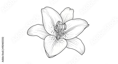 Elegant Lily Flower Drawing, Black and White Botanical Illustration, Hand-Drawn Floral Art