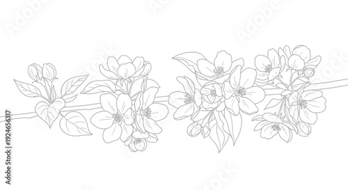 Delicate Apple Blossom Branch Outline - Vector Illustration
