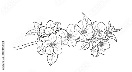 Delicate Apple Blossom Branch Sketch, Spring Floral Art, Black and White Botanical Illustration