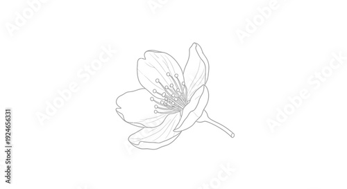 Delicate Cherry Blossom Flower Outline Drawing, Minimalist Botanical Illustration