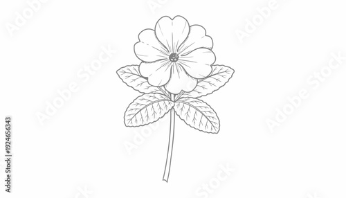 Wallpaper Mural Delicate Primrose Flower Sketch - Botanical Illustration Torontodigital.ca