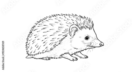 Black and White Hedgehog Illustration Profile.