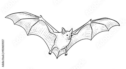 Black and White Illustration of Flying Bat.