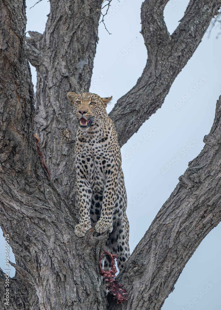 Obraz premium Leopard overlooking its surroundings